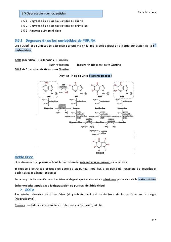 6.5-Degradacion-nucleotidos.pdf