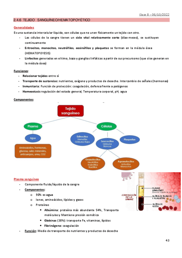 2.6-Tejido-sanguineo.pdf