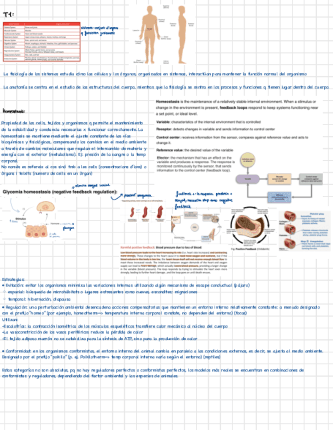 Fisio-apuntes.pdf