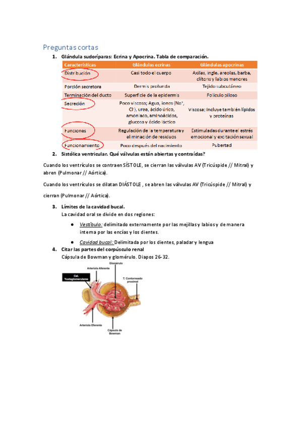 Anatomia-2do-parcial-2021.pdf