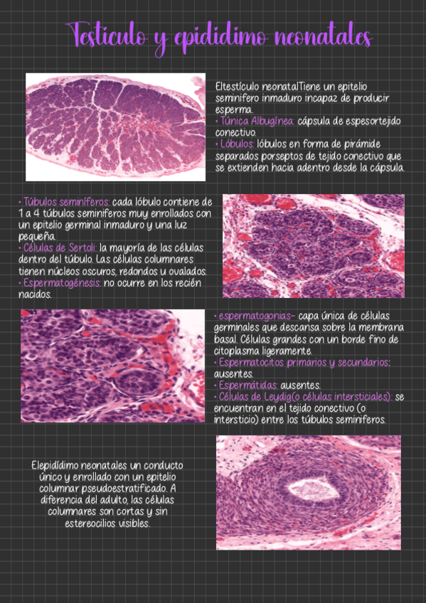 Testiculo-Y-Epididimo-Neonatal.pdf