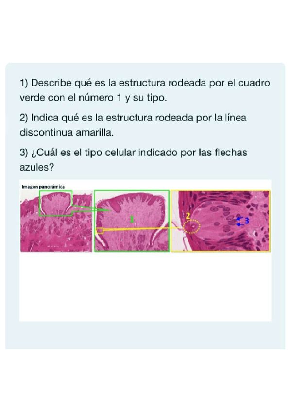 EXAMEN-HISTOLOGIA-2024-APARATO-DIGESTIVO.pdf