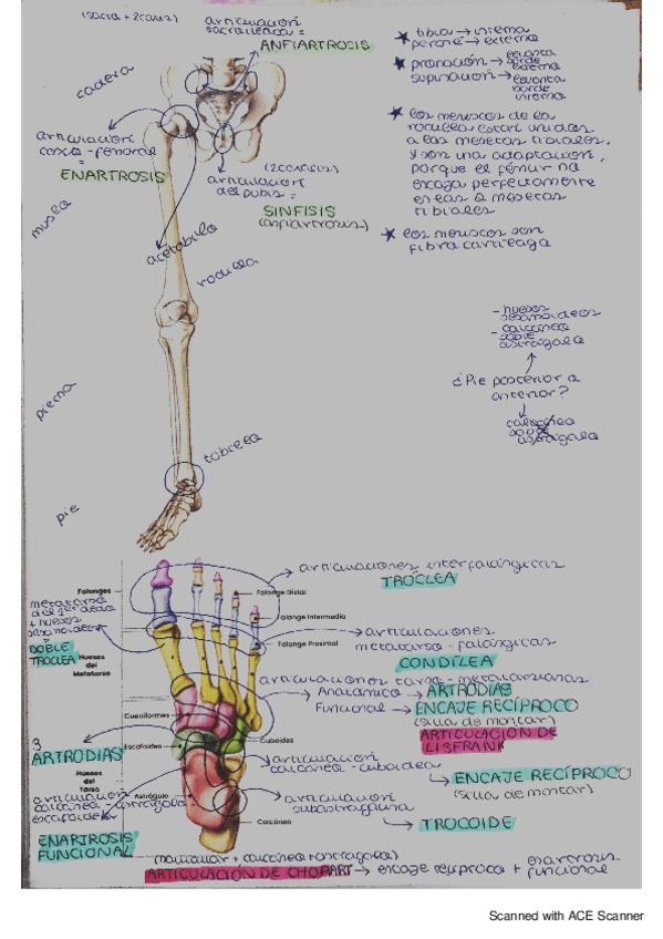 Miembro Inferior Huesos Y Articulaciones Pdf