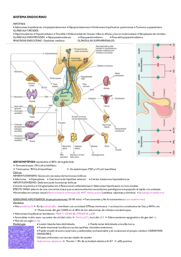 SISTEMA-ENDOCRINO.pdf