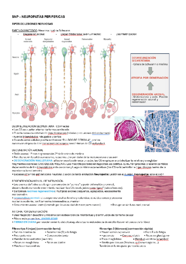 SNP.pdf