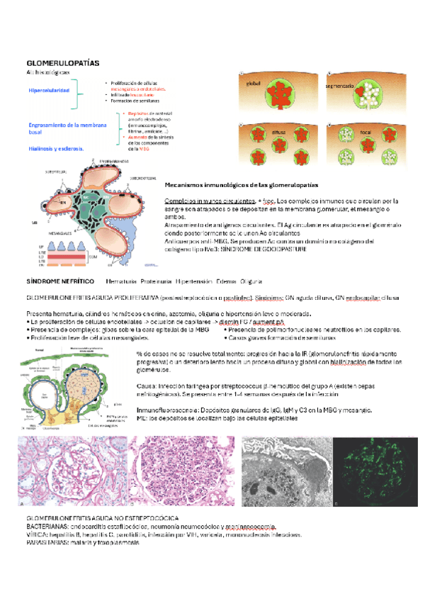 GLOMERULOPATIAS.pdf