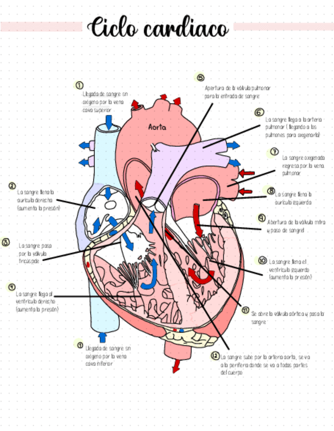 Ciclo-cardiaco.pdf