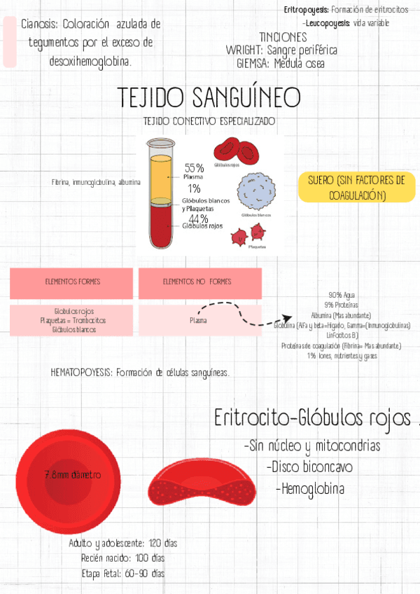 Apuntes-sobre-Sangre.pdf