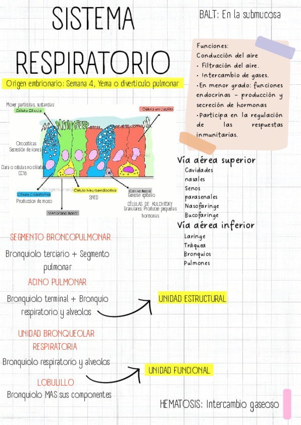Apuntes-Sistema-respiratorio.pdf
