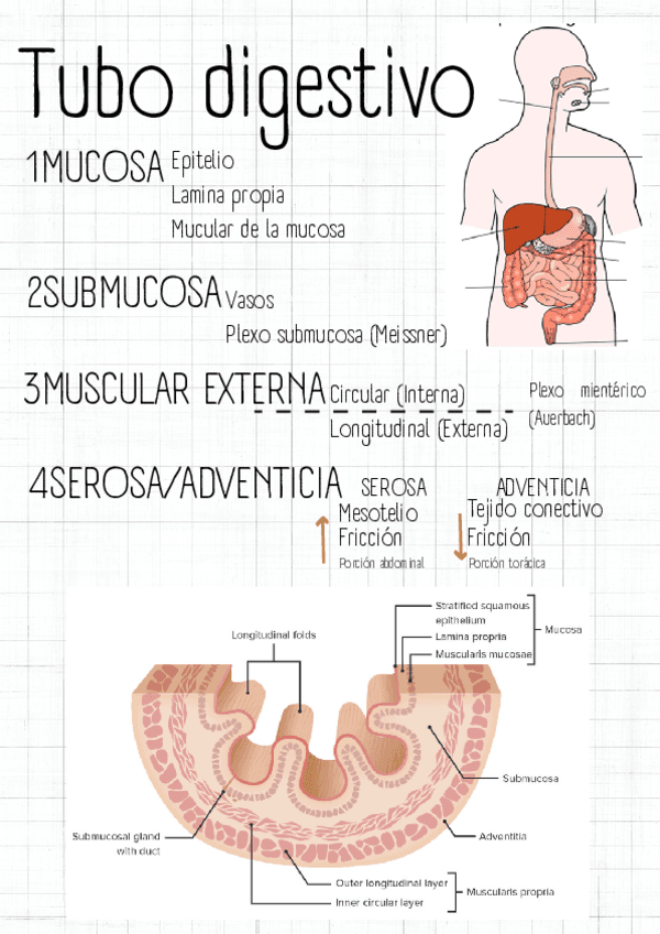 Apuntes-sistema-digestivo.pdf