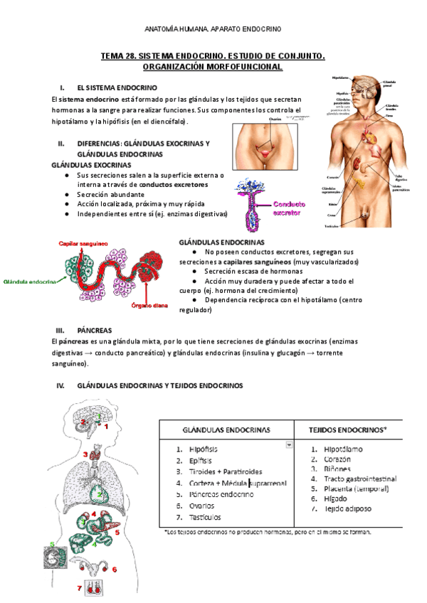 ANATOMIA-HUMANA.-APARATO-ENDOCRINO.pdf