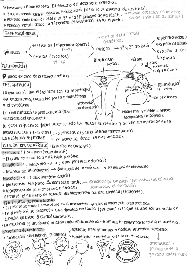 ANATOMIA-HUMANA.-EMBRIOLOGIA.pdf