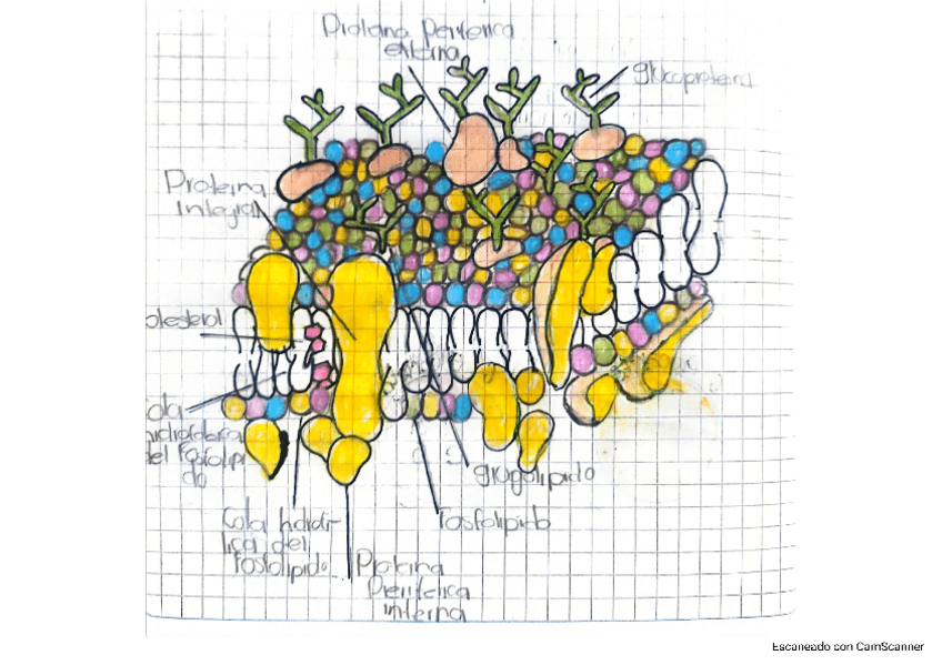 Dibujo-membrana-celular.pdf