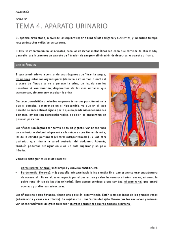 aparato-urinario.pdf