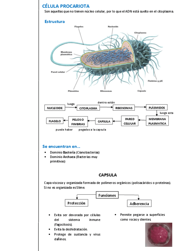 UNIDAD-3-Celula.pdf