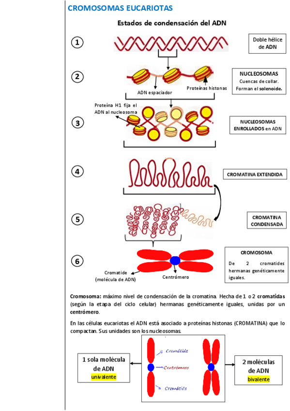 UNIDAD-4-Reproduccion-celular-y-Genetica.pdf