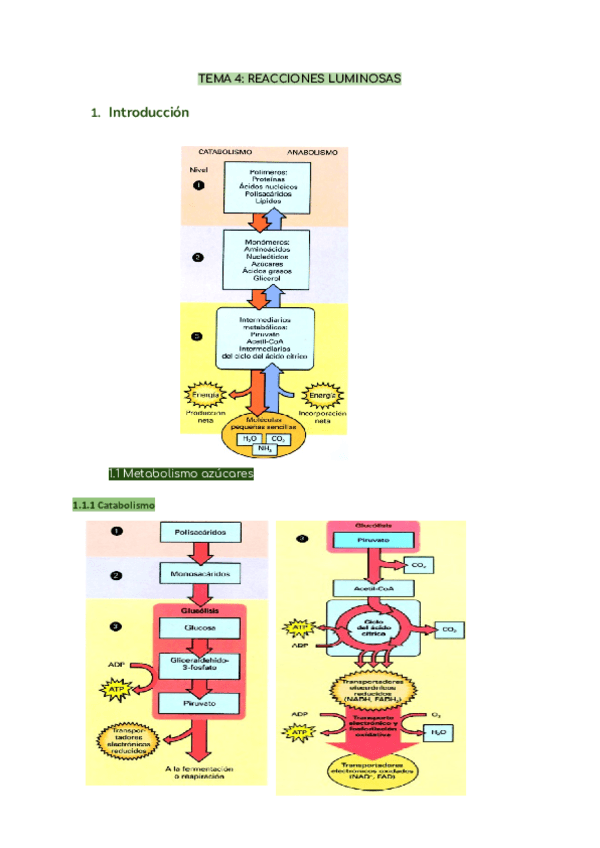 TEMA-4-REACCIONES-LUMINOSAS.pdf