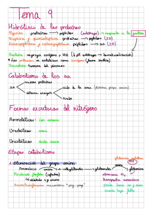 Tema-9-metabolismo-de-compuestos-nitrogenados.pdf