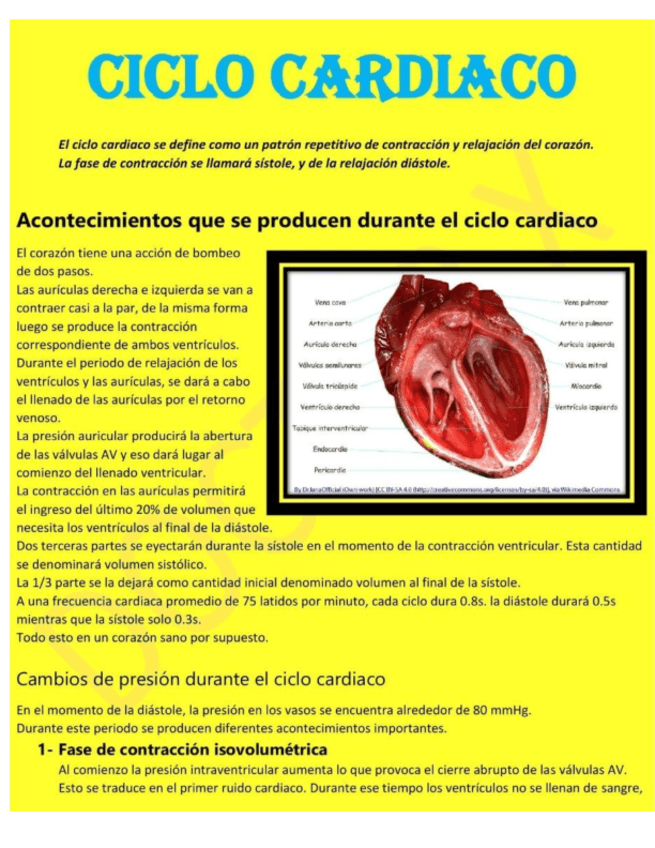 ciclo-cardiaco.pdf