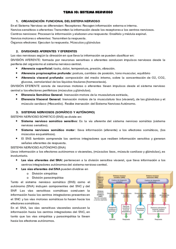 tema-10-anatomia-humana.pdf