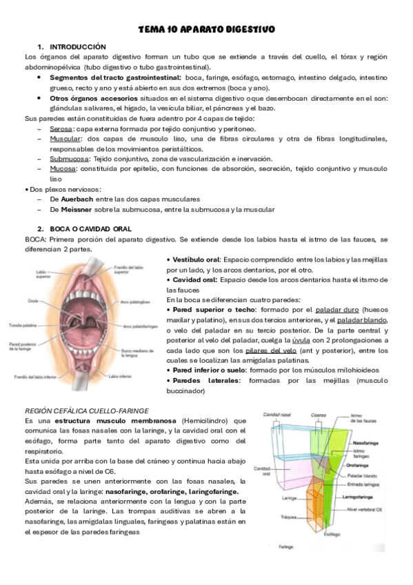 tema-11-anatomia-humana.pdf
