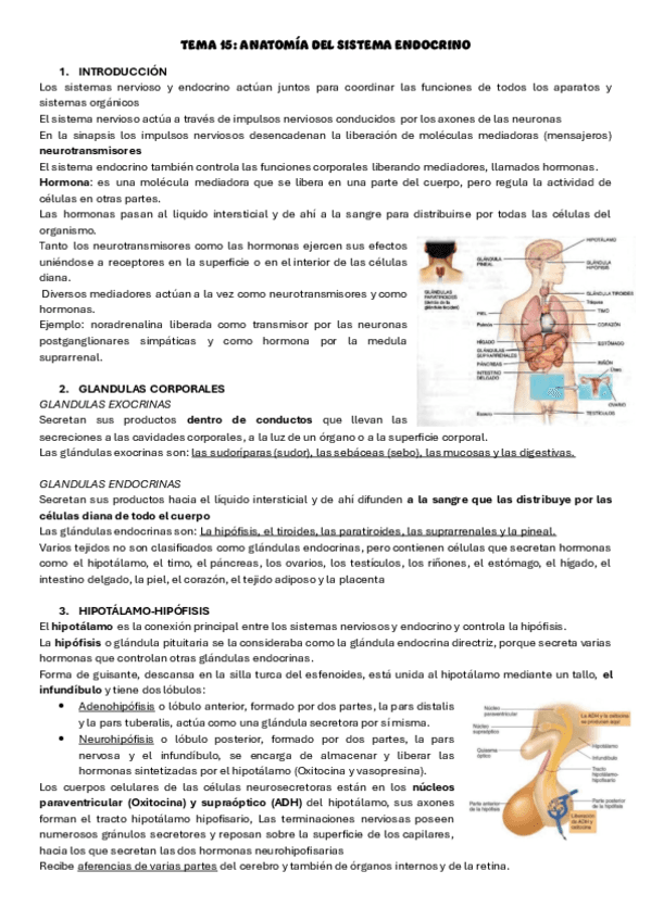 tema-15-anatomia-humana.pdf