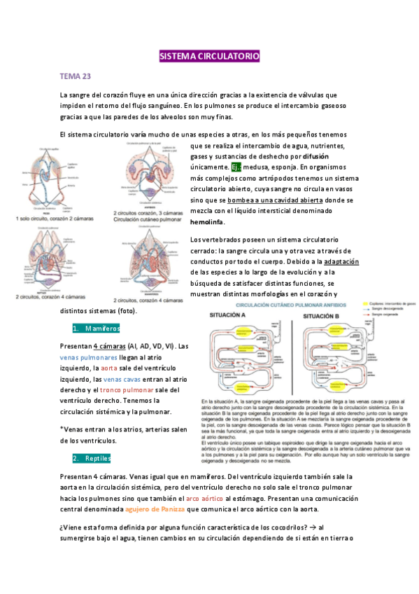 Sistema Circulatorio Y Linfatico Pdf