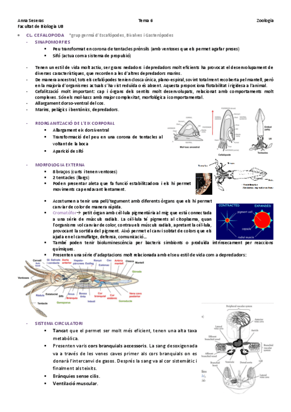 TEMA-6MoluscsCefalopodes.pdf