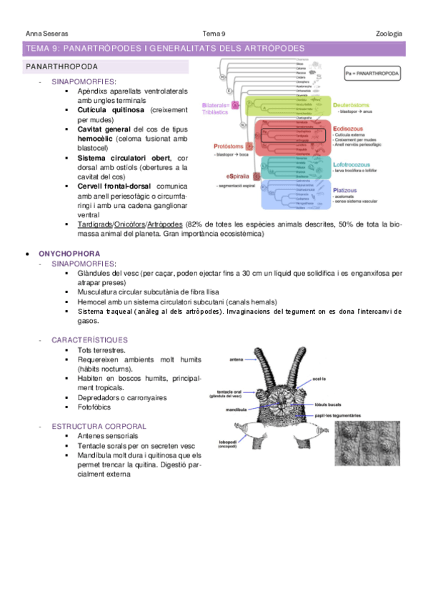 Tema-9Panarthropoda-i-Arthorpooda.pdf