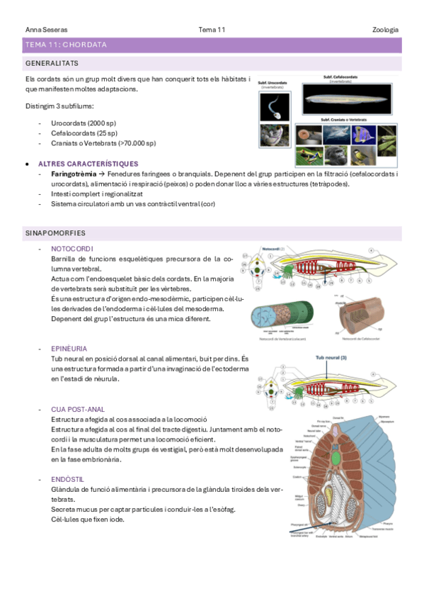 Tema-11Chordata.pdf