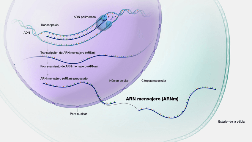 ARN-mensajeroes0.jpg