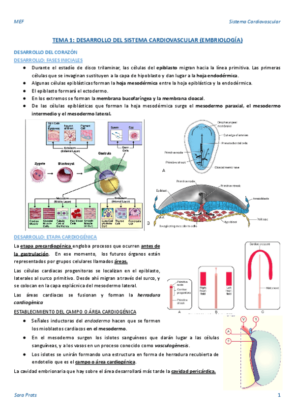 TEMA-1-DESARROLLO-DEL-SISTEMA-CARDIOVASCULAR-EMBRIOLOGIA.pdf