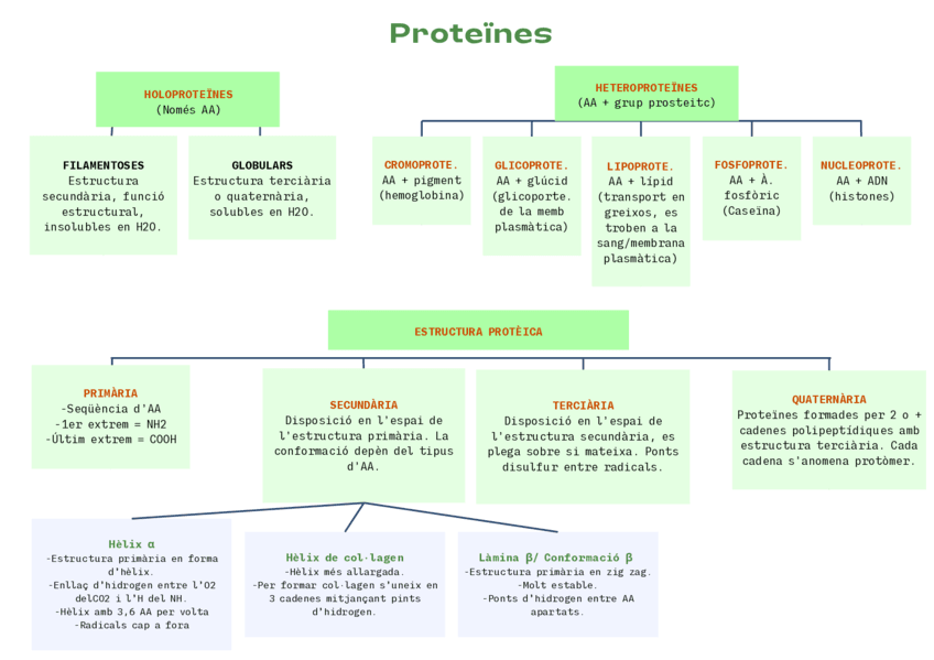 Esquema-proteines.pdf