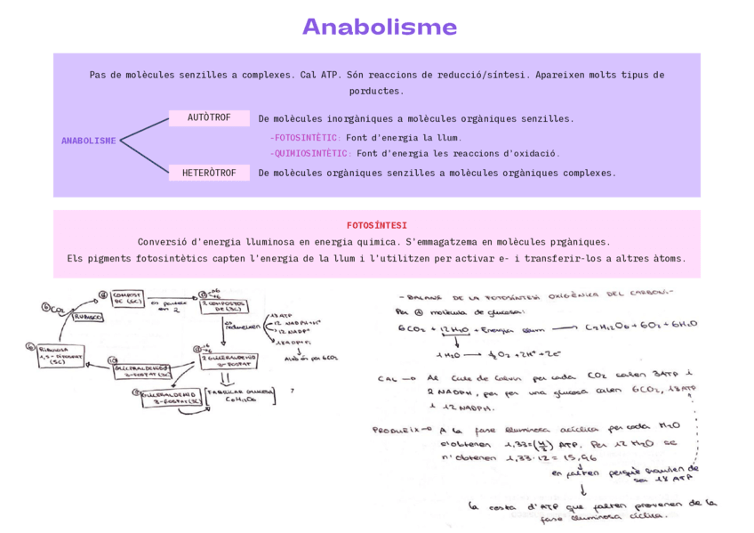 Esquema-anabolisme.pdf