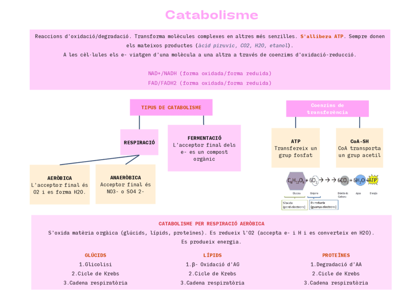 Esquema-catabolisme.pdf