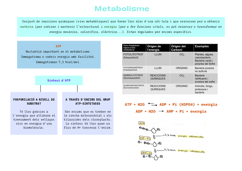 Esquema-metabolisme-general.pdf