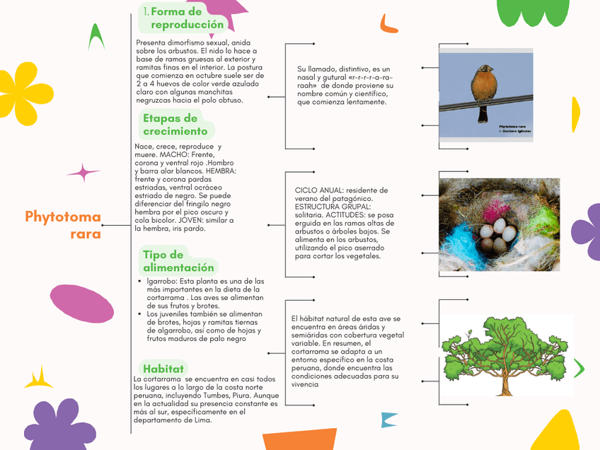 Mapa-conceptual-cortarramas-chileno-Phytotama-rara.png