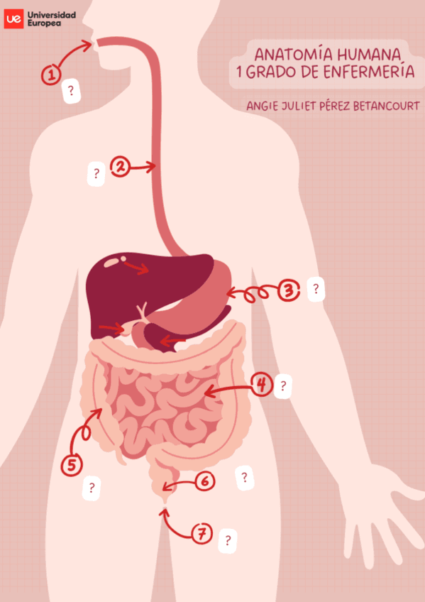 Laminas-anatomia-AJPB.pdf