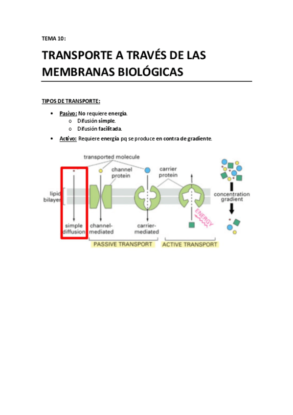 T10 - Transporte a traves de membranas biologicas.pdf