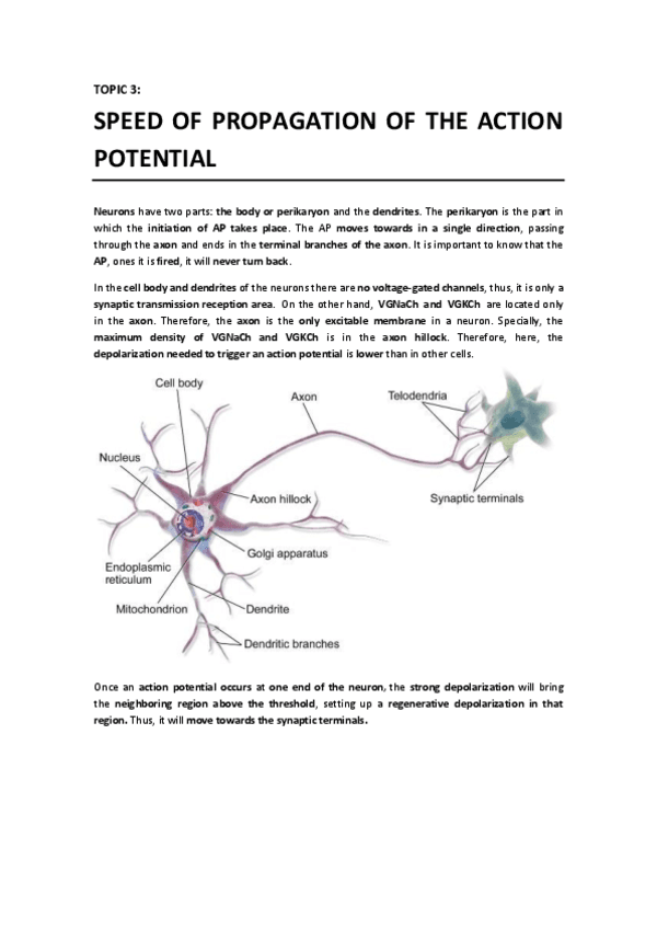 T3 - Speed of Propagation of the Action Potential.pdf
