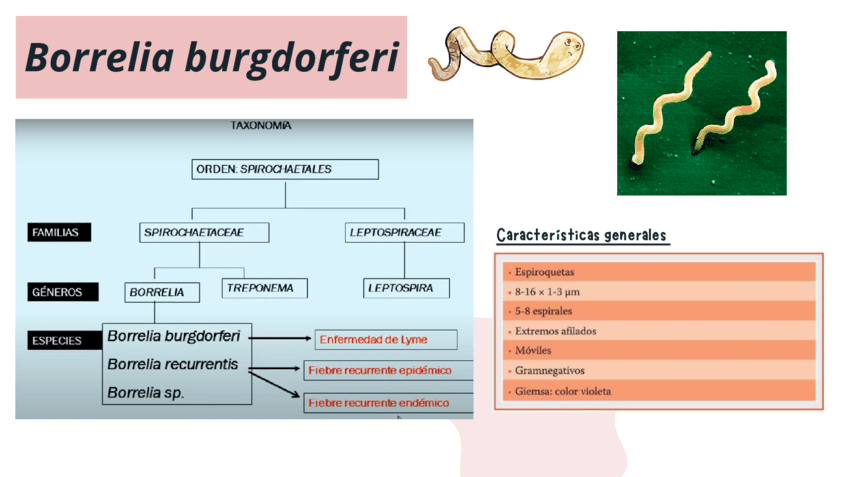 Borrelia-burgdorferi-Microbiologia.pdf