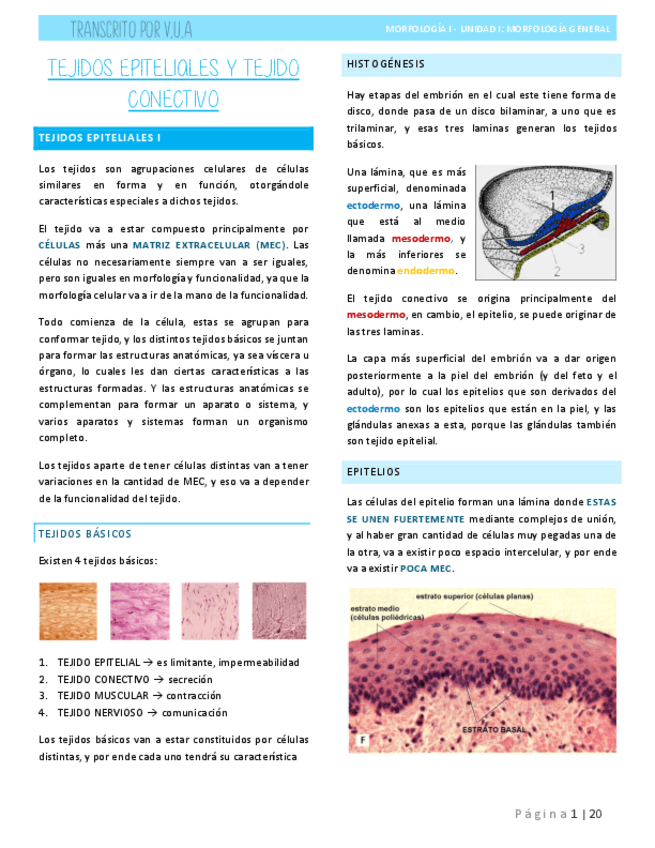 3.-T-EPITELIAL-Y-T-CONECTIVO-HISTOLOGIA.pdf