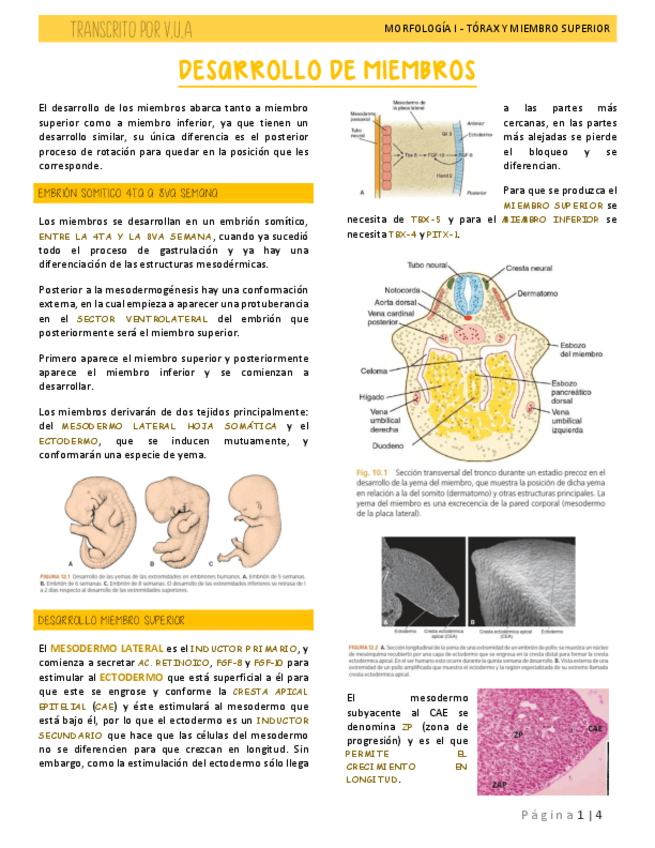 8.1-DESARROLLO-DE-MIEMBROS-SUPERIORES-EMBRIOLOGIA.pdf