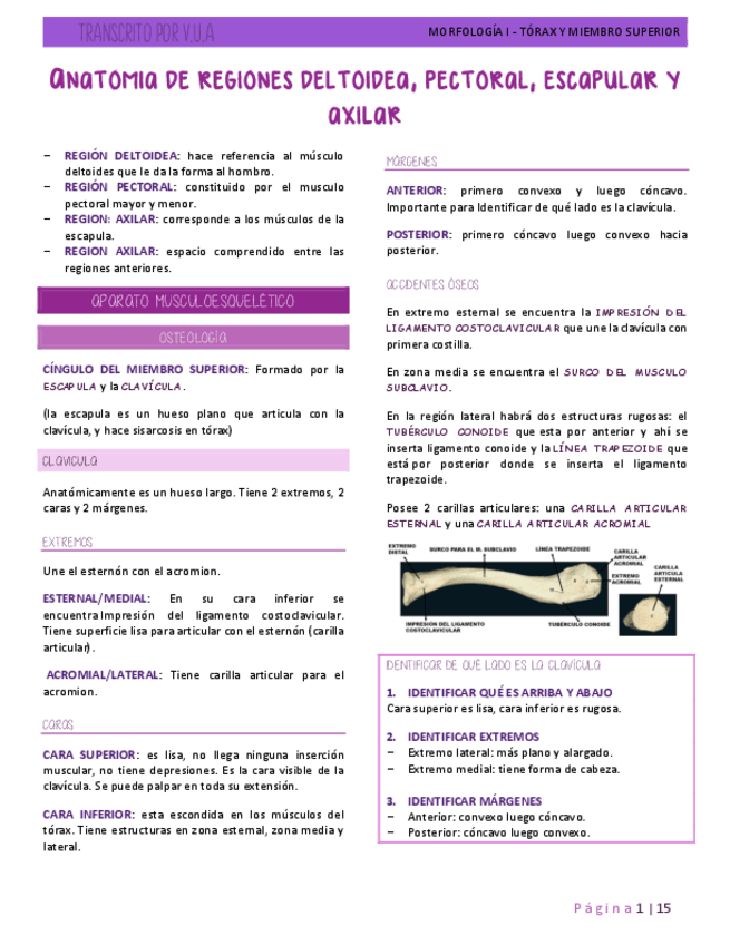 8.2-ANATOMIA-DE-REGIONES-DELTOIDEA-PECTORAL-ESCAPULAR-Y-AXILAR.pdf