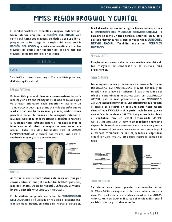 9.-REGION-DE-BRAZO-Y-CODO-ANATOMIA.pdf