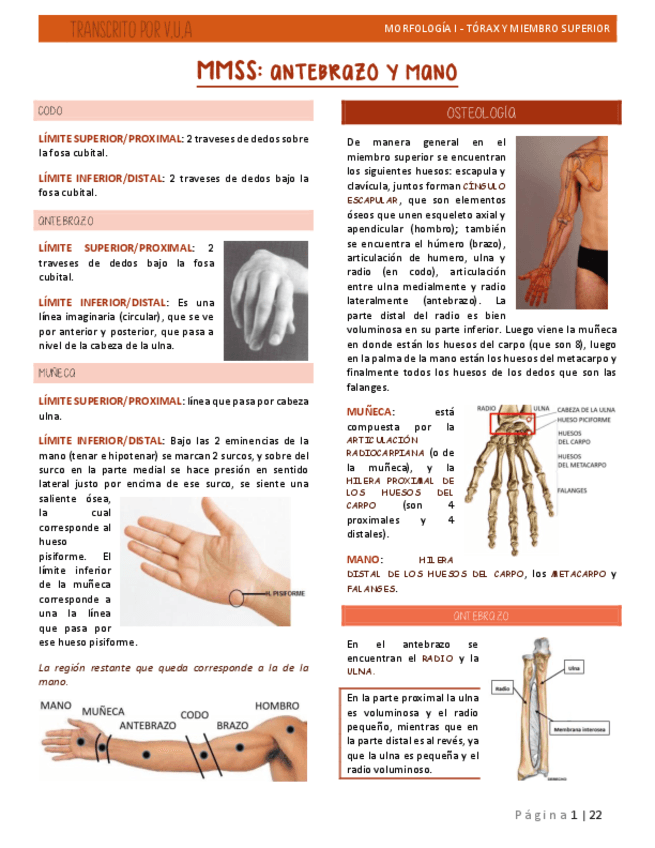 10.-ANTEBRAZO-Y-MANO-ANATOMIA.pdf