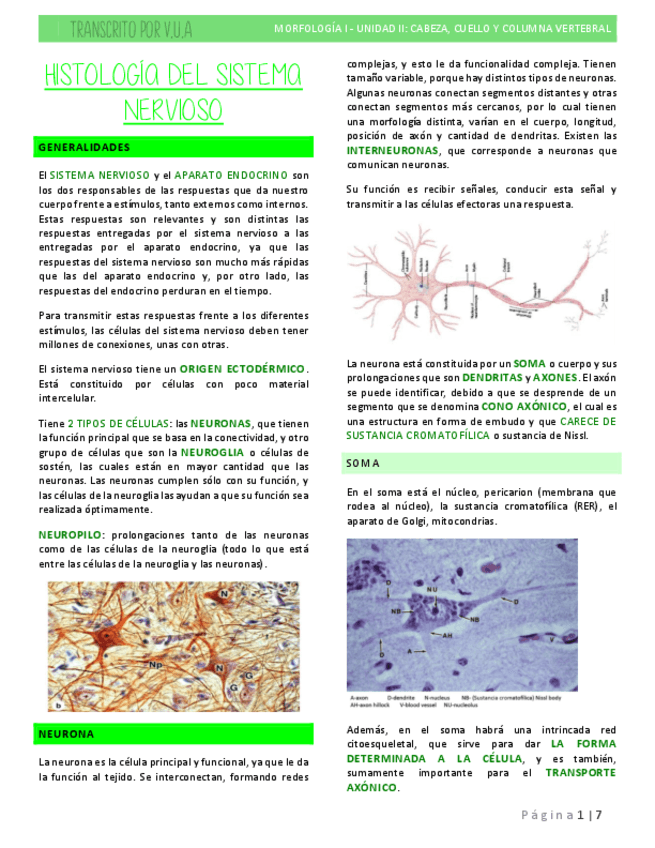 6.2-HISTOLOGIA-SISTEMA-NERVIOSO.pdf