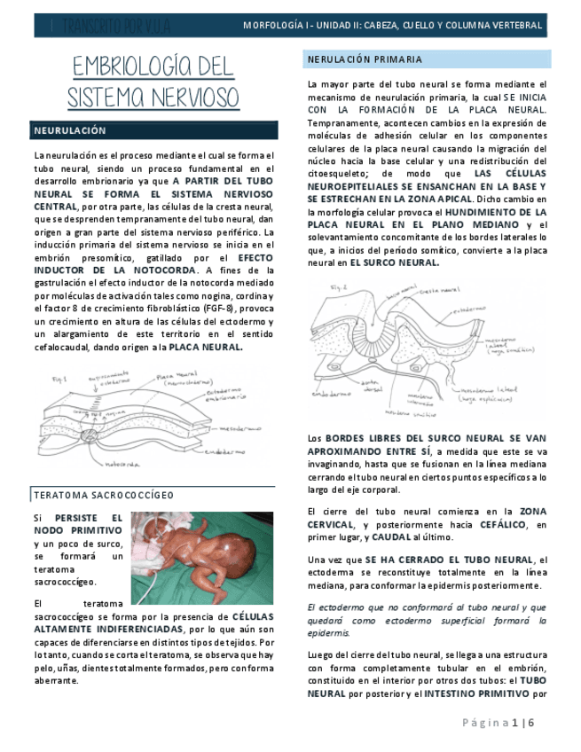 6.3-DESARROLLO-SISTEMA-NERVIOSO-EMBRIOLOGIA.pdf