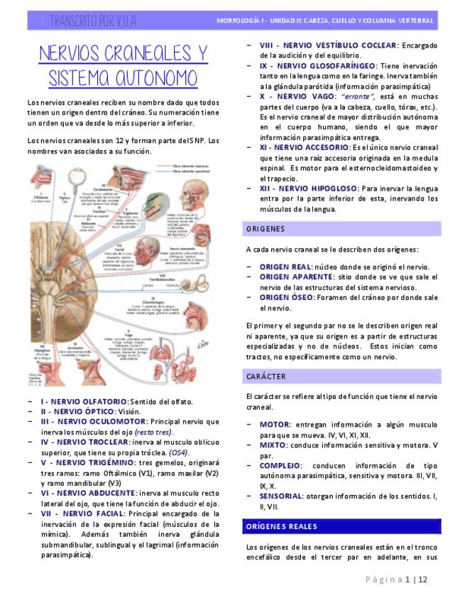 8.-Nervios-Craneales-y-Sistema-Autonomo.pdf