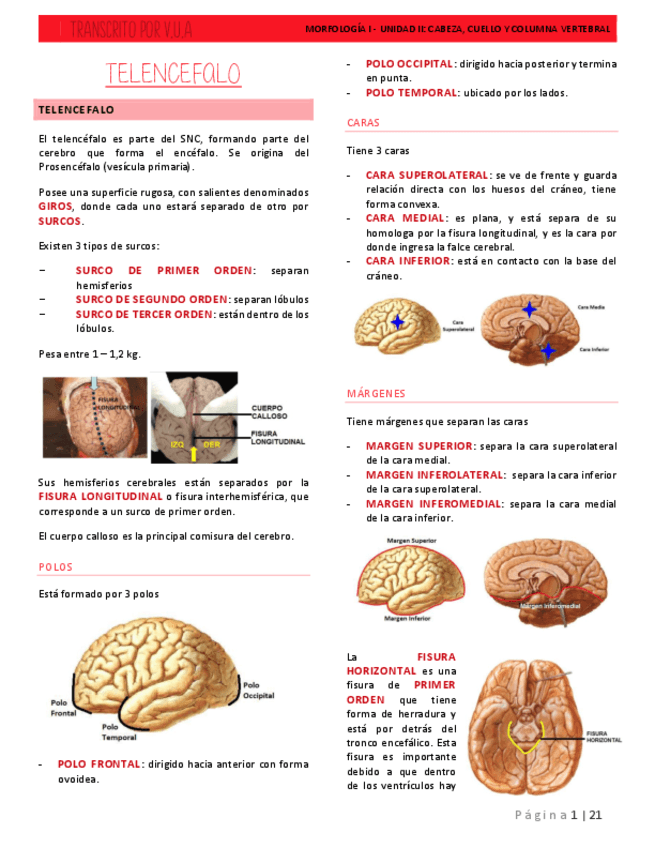 9.-TELENCEFALO-SISTEMA-VENTRICULAR-DIENCEFALO-Y-MENINGES.pdf
